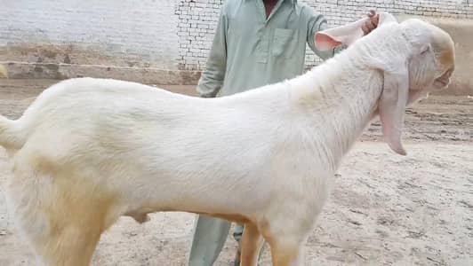Qurbani Ke Liye Bakra For Sale / 03134947622