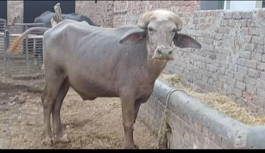 qurbani ka liya