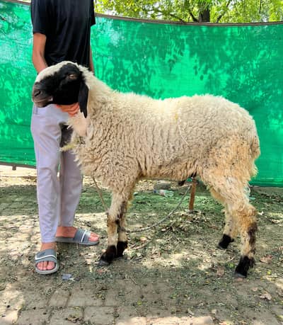 22 to 23 kg meat. heavy weight chatra for eid