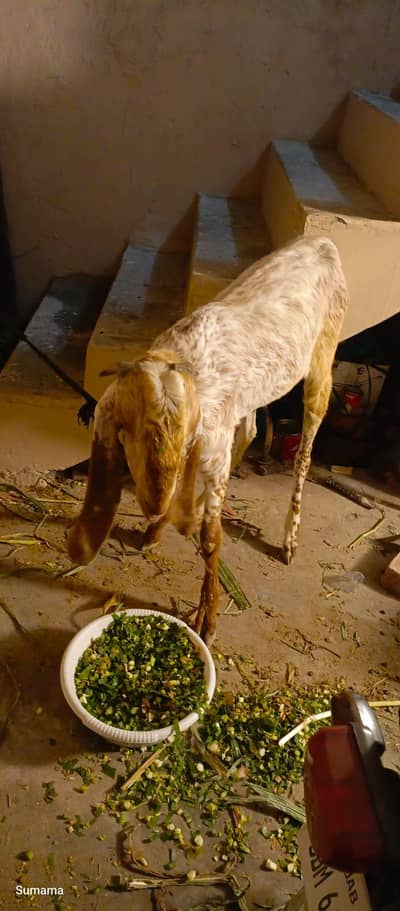 Bakra