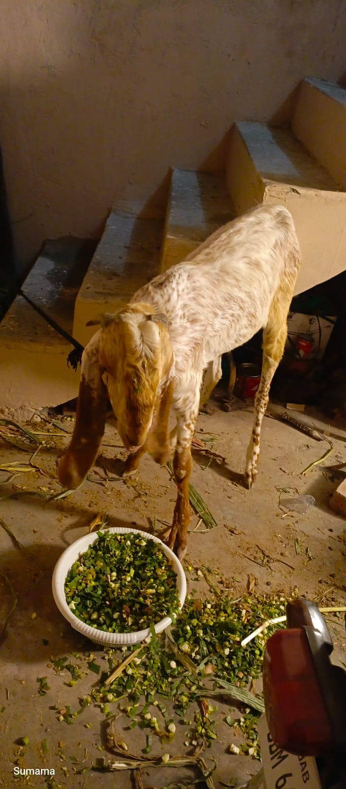 Bakra 0
