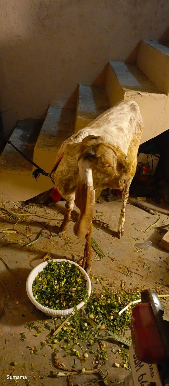 Bakra 1