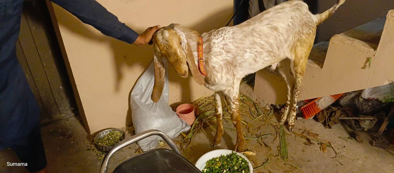 Bakra 2