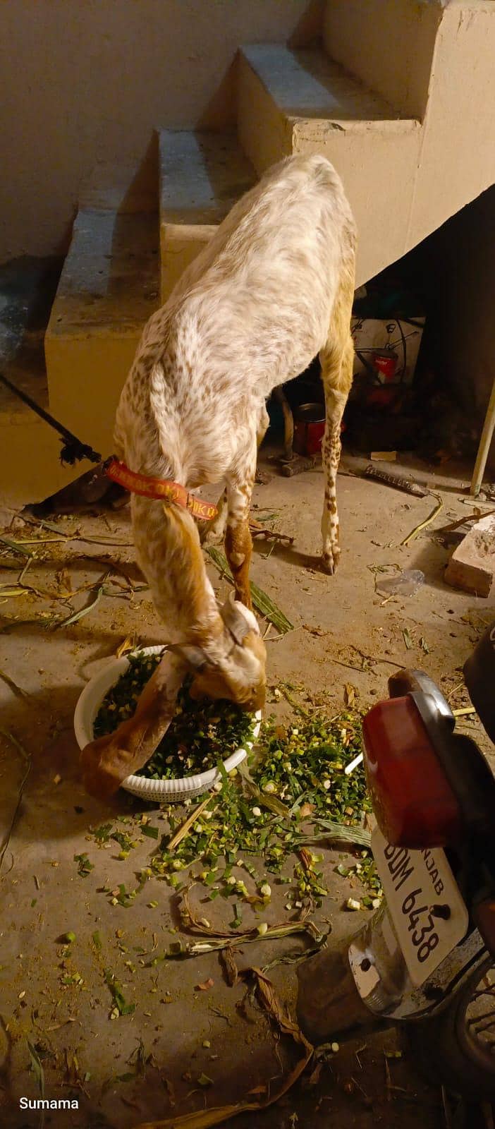 Bakra 3