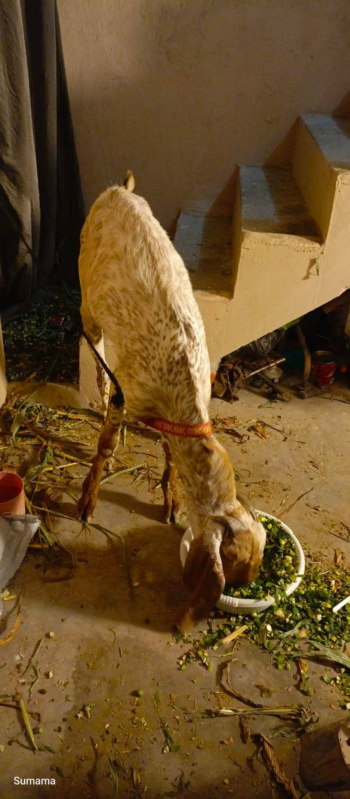 Bakra 4