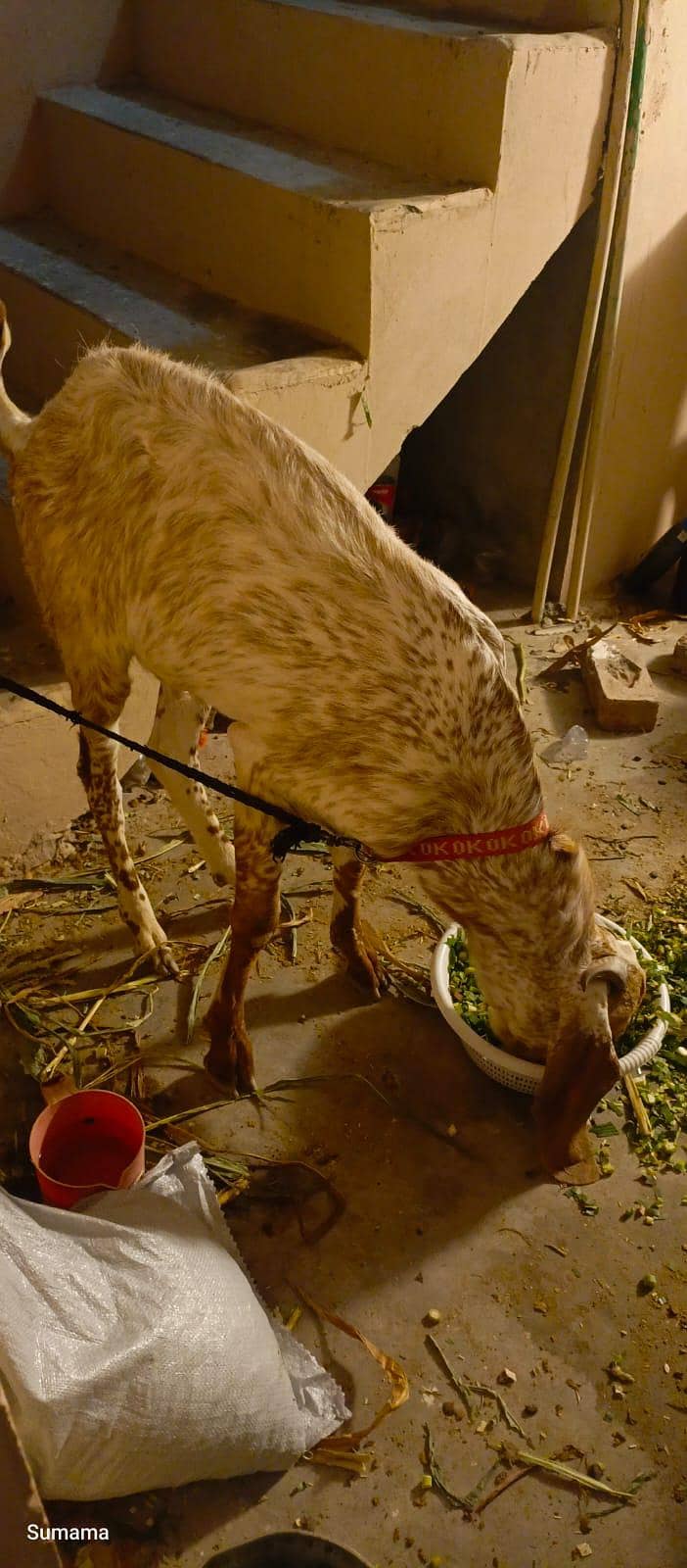 Bakra 5