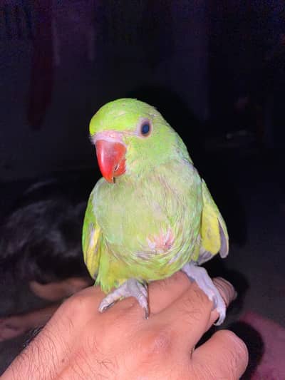 green parrot baby