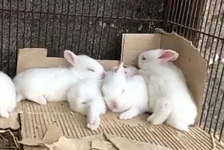 rabbit babies