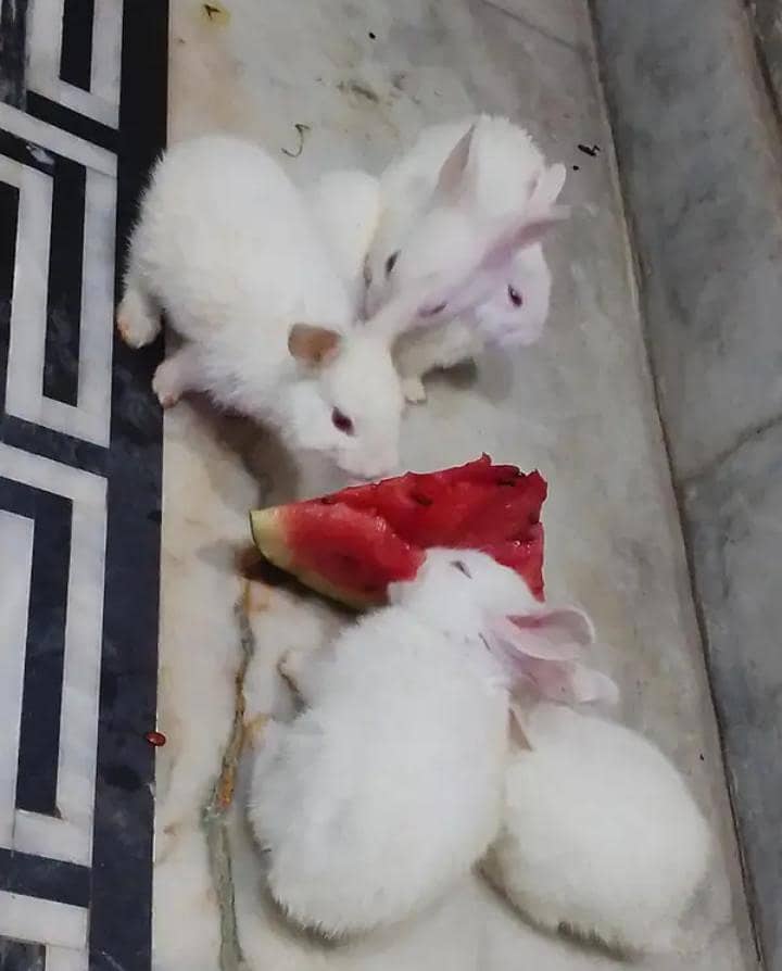 rabbit babies 1