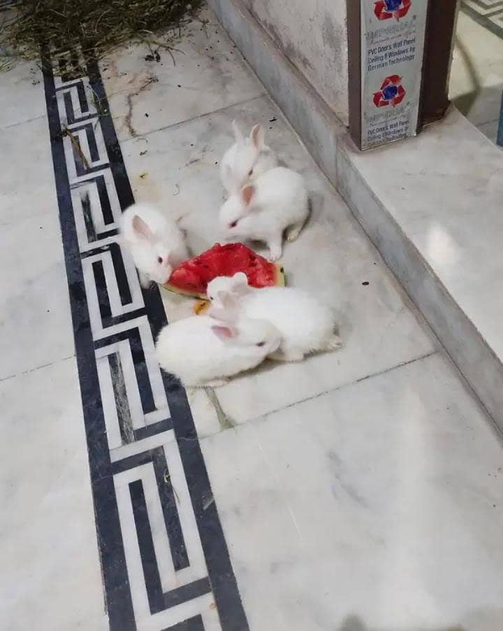 rabbit babies 2