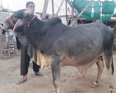 Qurbani Ka Janwar for sale
