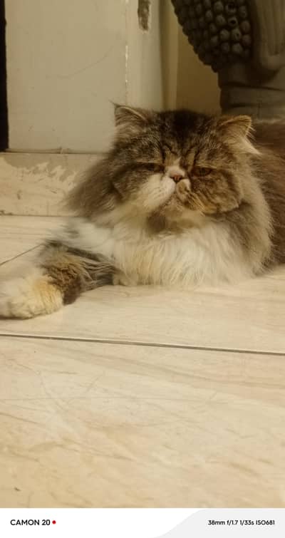 peki breeder Male for sale
