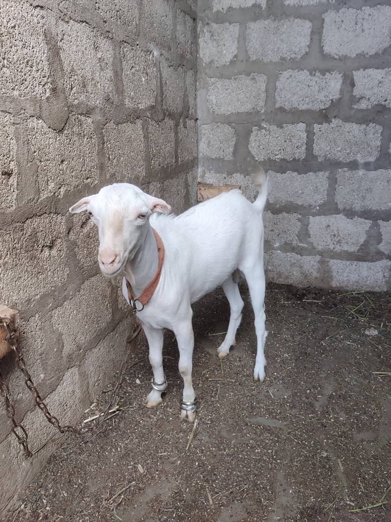 2 Dant TeDdy Bakra 1