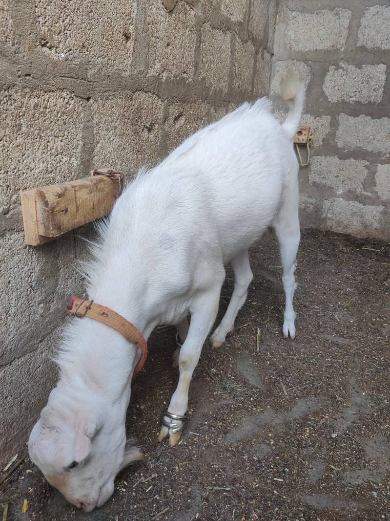 2 Dant TeDdy Bakra 2