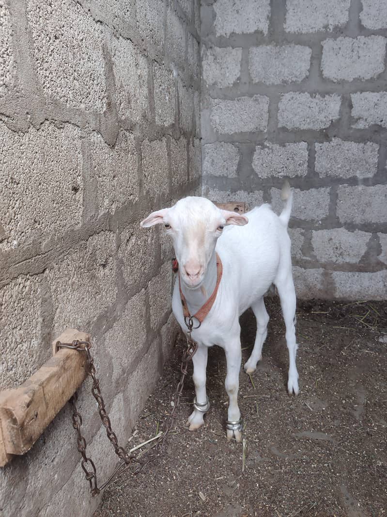 2 Dant TeDdy Bakra 3