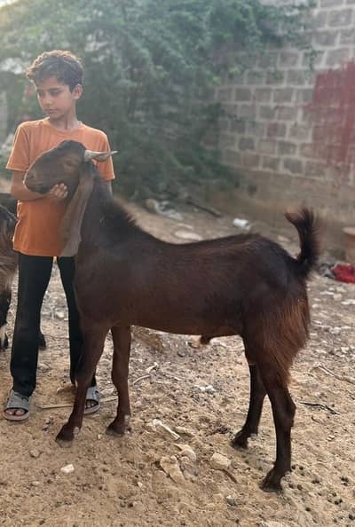 2 dant  bakra jori brown