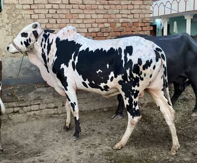 Qurbani bail for sale