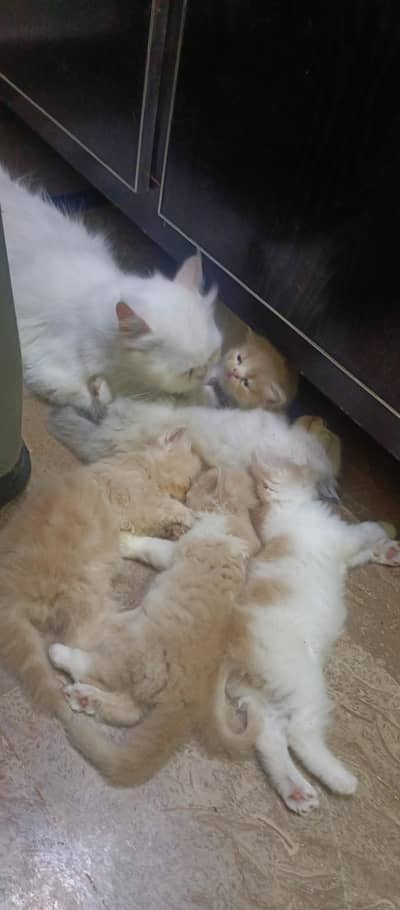 cute kittens