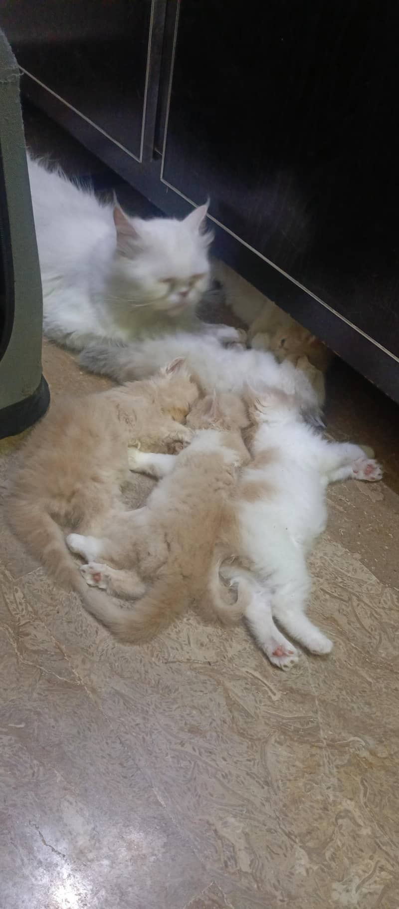 cute kittens 1
