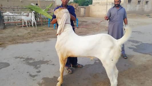 Qurbani ke Liye Bakra Urgent For Sale/ 03134947622