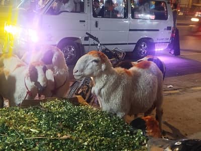Qurbani Chatre