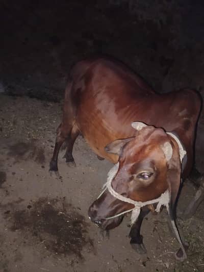 qurbani k leay cow  meat 5 man
