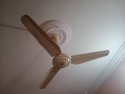 royal ac dc fan