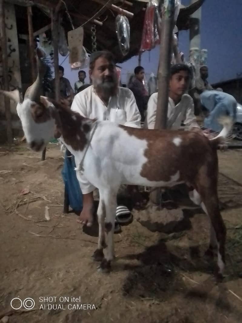 goats 1