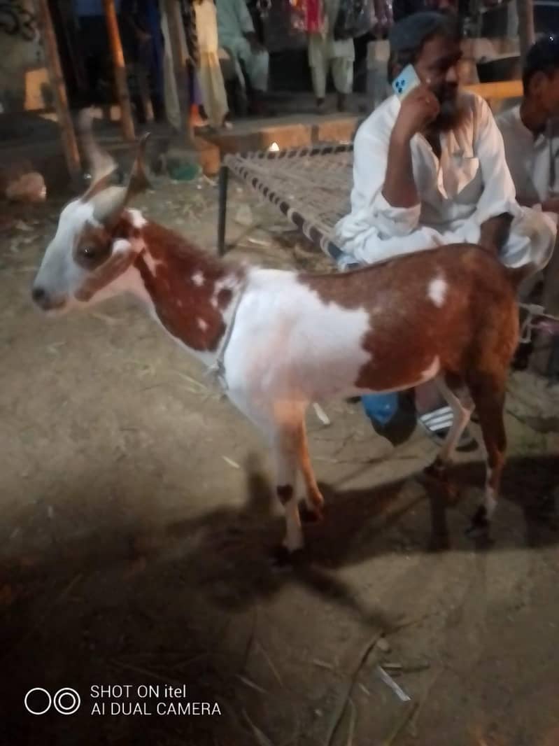 goats 2