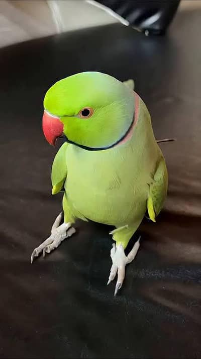 vip alfaz Wala talking mail parrot. 03164900503