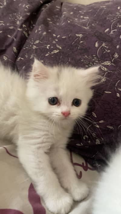 Beautiful kitten for sale