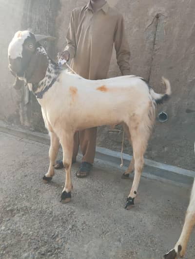 Baka Goat for sale (full size)