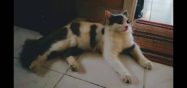 he is name smooky, health and good looking cat.