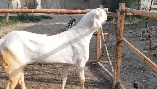Rajhanpuri Qurbani Goat Heavy Weight 2 Teeth/call _03228068296