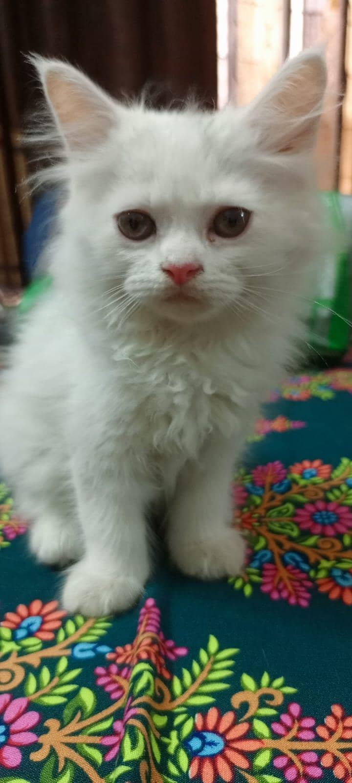 Persian 2