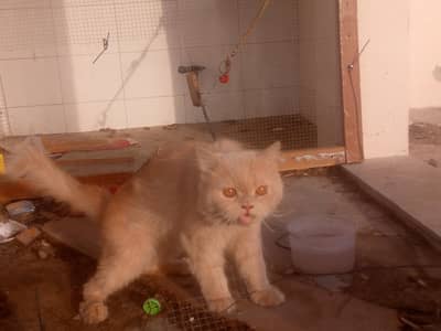 male cat for sale