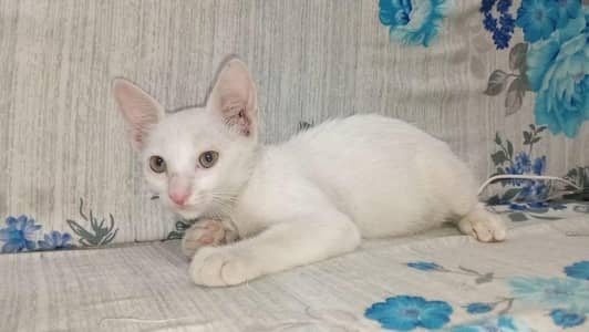 Baby cats for sale (3 peice 1500)