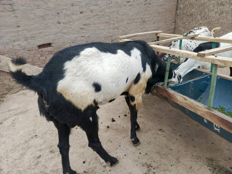 قربانی کا بکرا 1