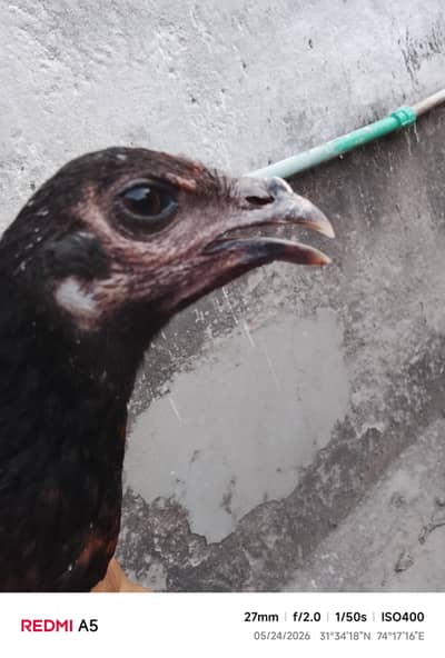 pure thai dargon eyes
