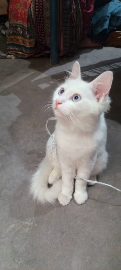 Cats white