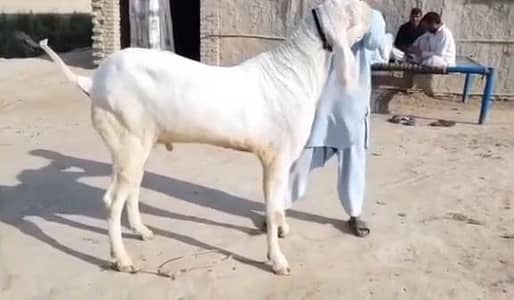 Rajhanpuri Qurbani Goat Heavy Weight 2 Teeth/) 03228068296