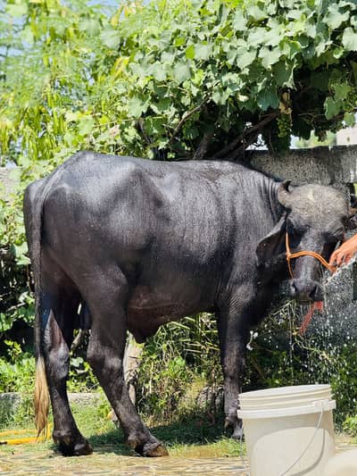 Bufalo desii gr ka