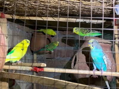 Astrlion Parrot For Sale