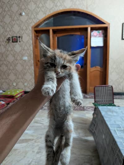 Stray Rescued kittens for adoption