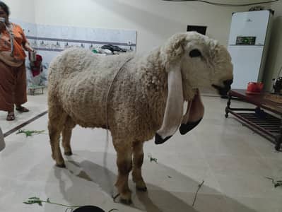 Male sheep / Goat / Kajla (Do dant)
