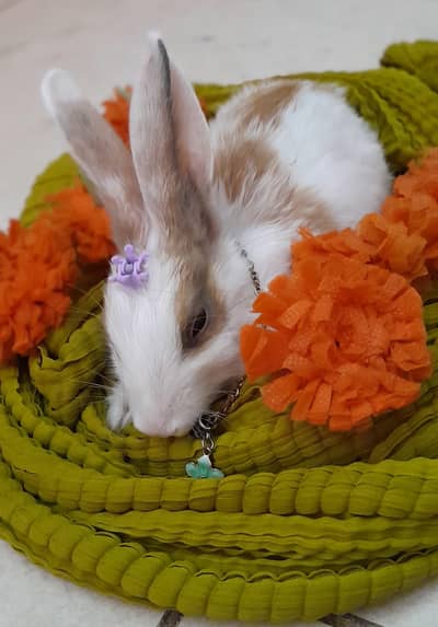 Dutch rabbit brown n white