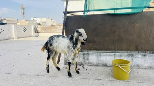 Donday Bakray 16kg ghosht