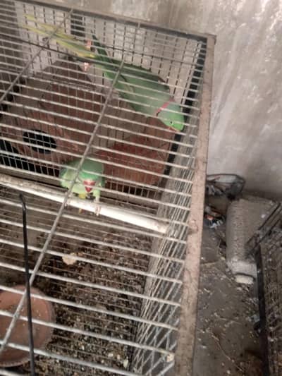 2 raw breeder pairs for sale with complete setup