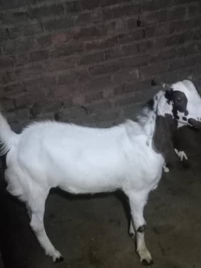 Bakra available for sell