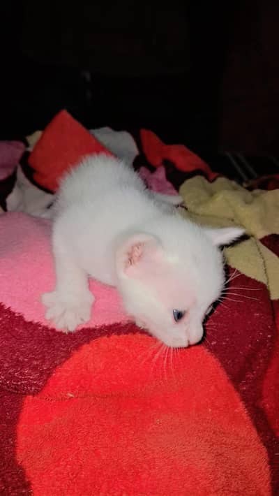 russian kitten age 25 day female and male